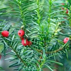 Tis obyčajný (Taxus baccata) ´FASTIGIATA ROBUSTA´ - výška 20-30 cm, kont. C3L